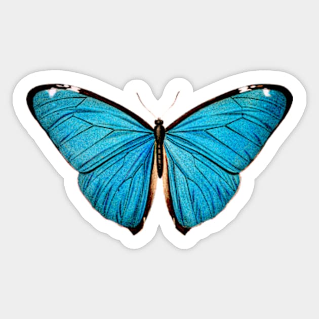 Common Blue butterfly Vintage Sticker by Petko121212